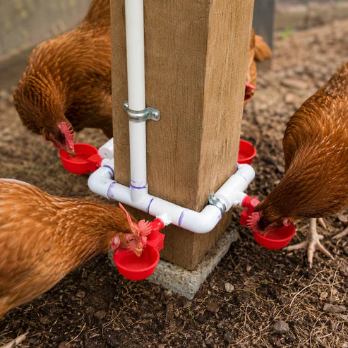Automatic Chicken Drinkers (10 Pack)
